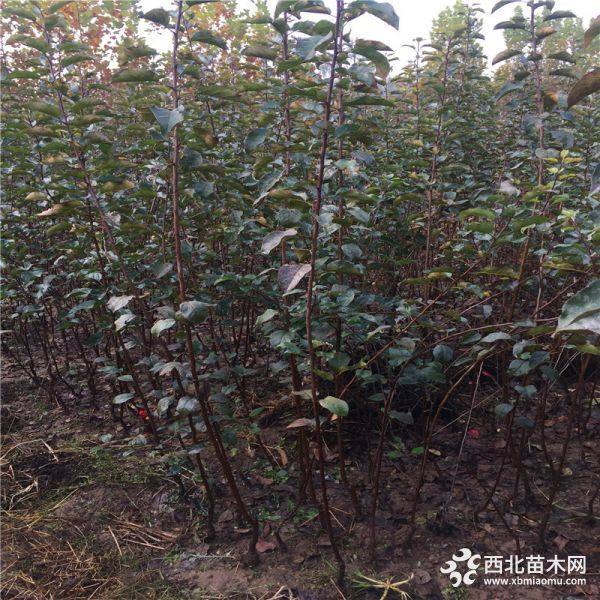 出售华硕苹果苗、华硕苹果苗什么价格、华硕苹果苗基地