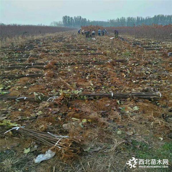 烟富10号苹果苗基地、山东烟富10号苹果苗批发