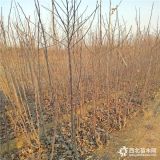 神富一号苹果苗、出售神富一号苹果苗基地