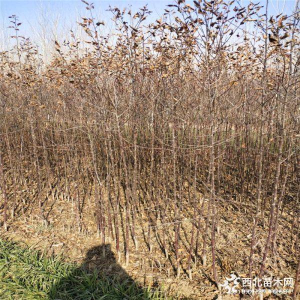 苹果树苗多少钱一棵、2019年苹果树苗价格