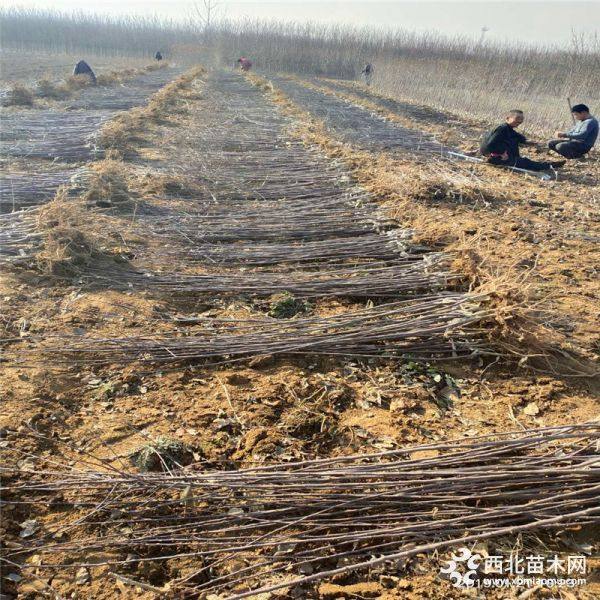 蜜脆苹果苗、山东蜜脆苹果苗、蜜脆苹果苗价格