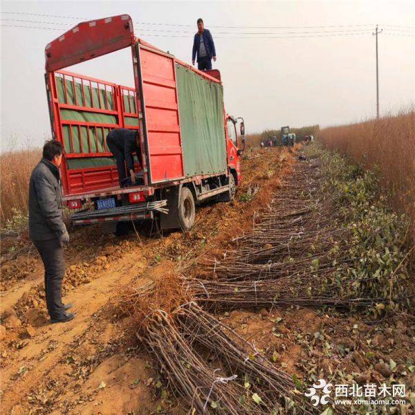 黑苹果树苗、黑苹果树苗哪里有、黑苹果树苗基地