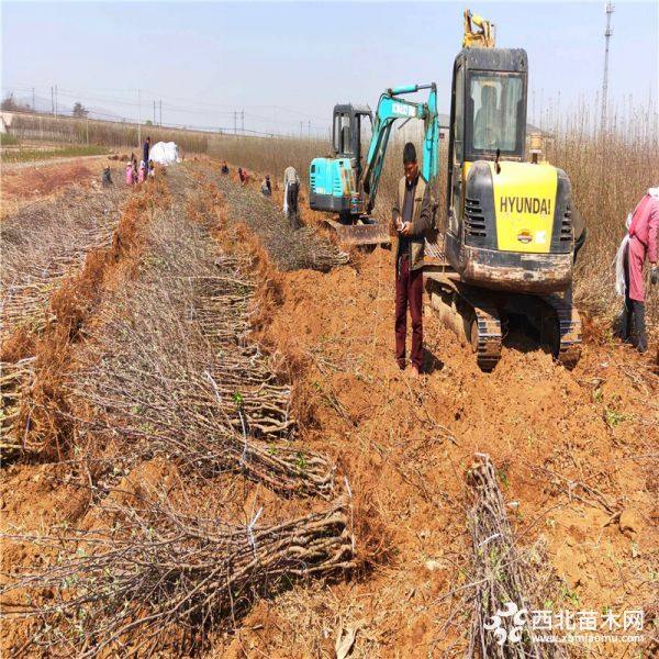 哪里有苹果苗、苹果苗多少钱一棵