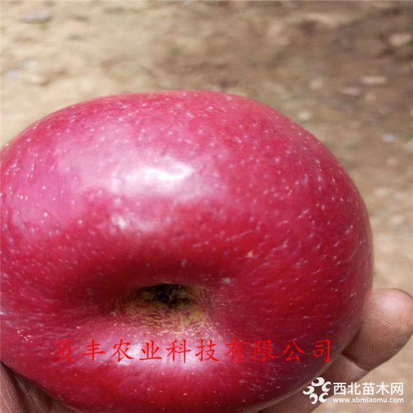 蘋(píng)果樹(shù)苗好品種