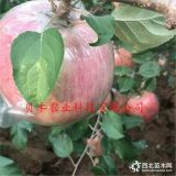 紅星蘋果苗出售價(jià)格多少錢一棵，哪里批發(fā)2公分晚熟蘋果樹苗