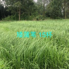 15杯蒲苇云南基地、蒲苇价格/图片