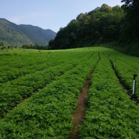 刺五加苗 遼寧刺五加苗基地