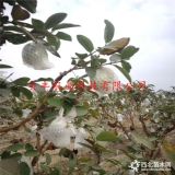 哪里賣(mài)華碩蘋(píng)果樹(shù)苗接穗，3公分新品種蘋(píng)果樹(shù)苗哪里有賣(mài)的