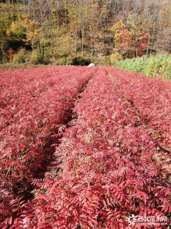 百花花楸苗