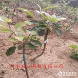 煙富8號蘋果樹苗批發(fā)價格多少錢一棵、哪里出售3公分蘋果樹苗