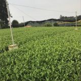 茶叶种苗 25公分高茶叶苗  茶苗价格