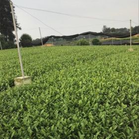 茶叶种苗 25公分高茶叶苗  茶苗价格