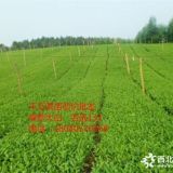 25公分高安吉白茶茶苗  白叶1号茶苗