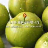 青脆李子樹苗培育,青脆李苗2019年批發(fā)價(jià)格