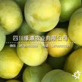 蜂糖李子苗价格,蜂糖李子树苗销售