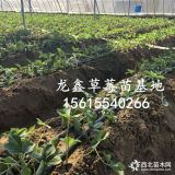 奶油草莓苗、奶油草莓苗批發(fā)基地、