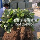 种植妙香草莓苗、妙香草莓苗什么品种好