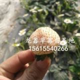 脱毒章姬草莓苗、脱毒章姬草莓苗种植基地、