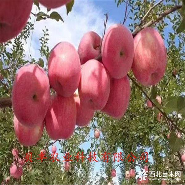 新品種蘋果樹(shù)苗