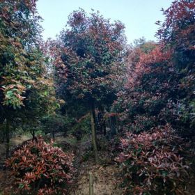 山東/河南紅葉石楠樹價格，高桿紅葉石楠樹價格