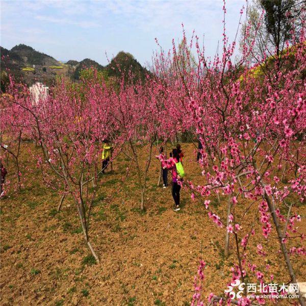 黄油桃树苗、哪里有黄油桃树苗出售、黄油桃树苗价格