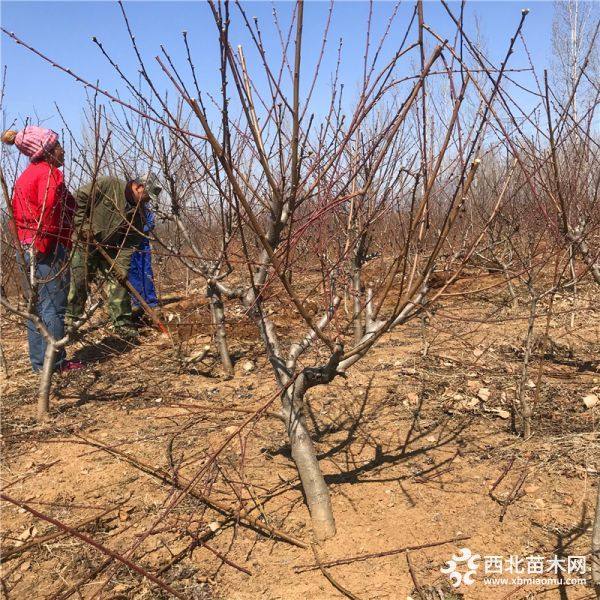 黄油桃树苗、哪里有黄油桃树苗出售、黄油桃树苗价格