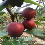 紅梨樹苗 紅梨樹苗多少錢 紅梨樹苗價格