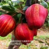 紅梨樹苗出售、紅梨樹苗價(jià)格、紅梨樹苗購買價(jià)格