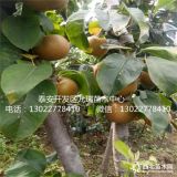 全紅梨樹苗供應(yīng)、全紅梨樹苗基地、全紅梨樹苗苗圃