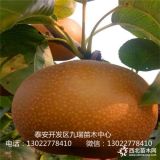 紅梨樹苗價(jià)格、紅梨樹苗怎么賣、紅梨樹苗今年價(jià)格