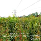 全紅梨樹苗價格多少、全紅梨樹苗基地