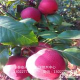 全紅梨樹苗怎么賣、全紅梨樹苗行情、全紅梨樹苗今年價格