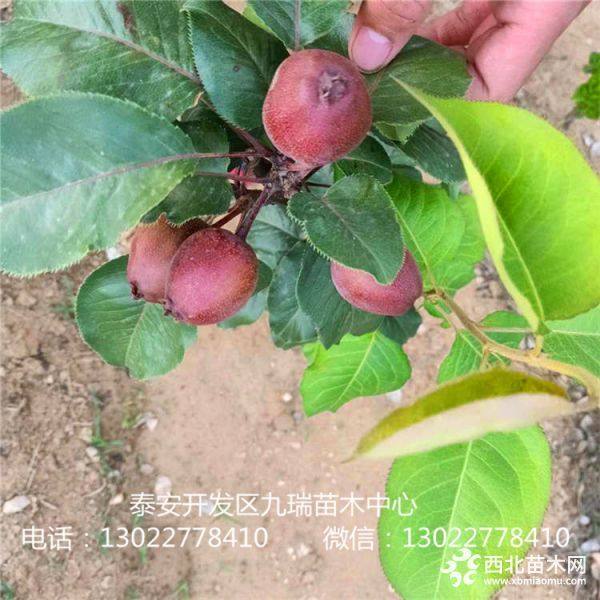 全紅梨樹苗、全紅梨樹苗價(jià)格、全紅梨樹苗多少錢