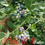 2019年藍莓幾拾元  今天種植明年致富  藍莓苗哪里有