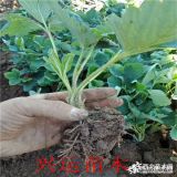 妙香草莓苗    草莓苗報(bào)價(jià)   那里有妙香草莓苗