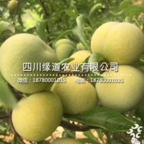 2019蜂糖李子苗价格,1-4公分蜂糖李苗木基地