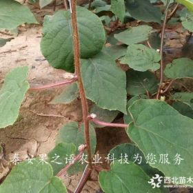 陜獼1號獼猴桃樹苗、陜獼1號獼猴桃樹苗從哪里引進成熟期是幾月