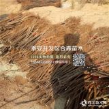 秋月梨树苗价格多少钱、秋月梨树苗批发基地