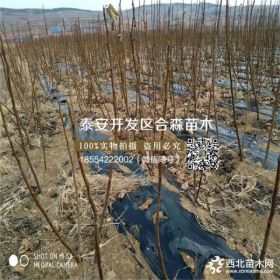 出售金傲芬无花果苗、金傲芬无花果苗价格、金傲芬无花果苗批发