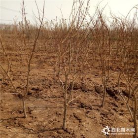 红巨蜜石榴树苗、红巨蜜石榴树苗出售、红巨蜜石榴树苗价格