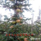 鲁丽苹果苗多少钱一棵-哪里卖嫁接苹果苗-1公分苹果苗哪里卖