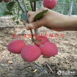 哪里賣(mài)2-3公分晚熟蘋(píng)果樹(shù)苗 紅星蘋(píng)果苗價(jià)格哪里有賣(mài)的