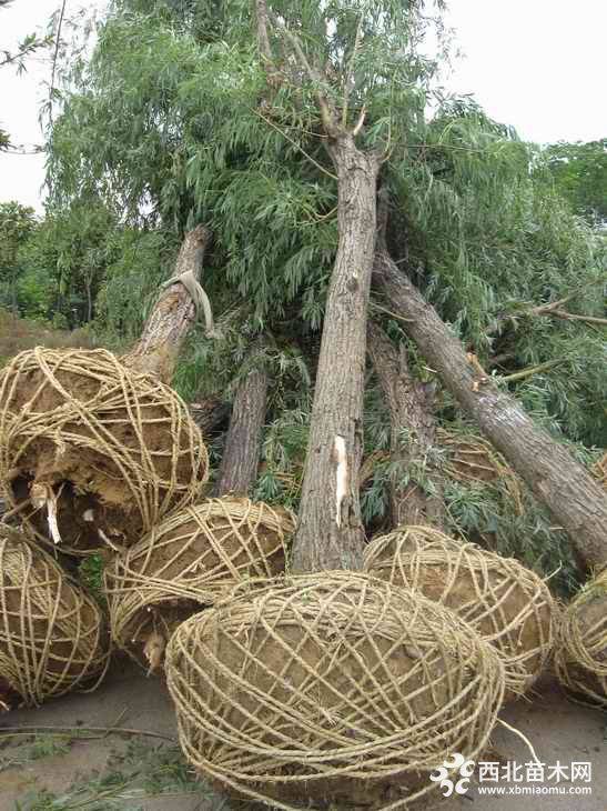 金絲垂柳樹(shù)