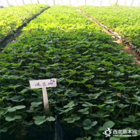 红颜草莓苗价格多少、红颜草莓苗出售批发