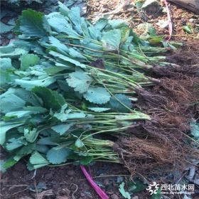 草莓苗价格、草莓苗多少钱一棵