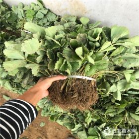 白草莓苗出售基地、出售草莓苗厂家