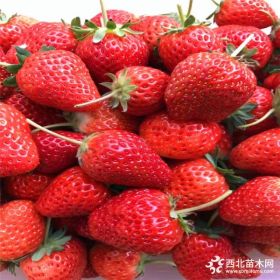 蒙特瑞草莓苗、蒙特瑞草莓苗价格多少