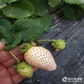 白草莓苗哪里出售、白草莓苗多少钱一株