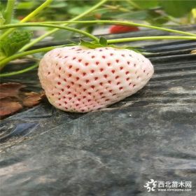 求购草莓种苗、草莓种苗价格、草莓种苗基地