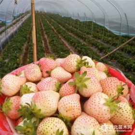 白雪公主草莓苗基地、白雪公主草莓苗批发